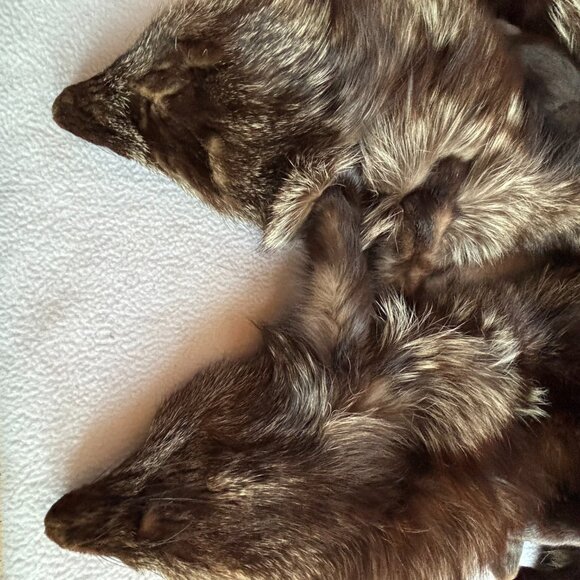 1940s 1950s Double Fox Fur Wrap Full Pelts - Picture 7 of 13